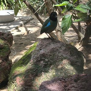 Jun. 2023- Hooded pitta