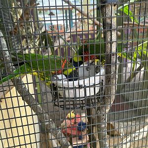 Jun. 2023- Green-naped lorikeets