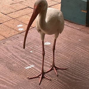 Jun. 2023- White ibis
