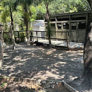 Jun. 2023- Lowland anoa