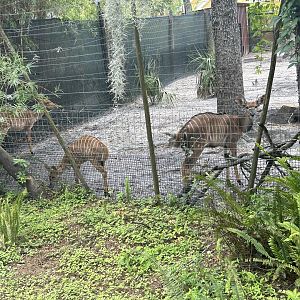 Jun. 2023- Lowland nyalas