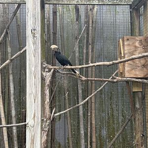 Jun. 2023- Silvery-cheeked hornbill