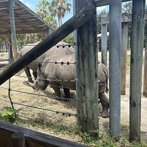 Jun. 2023- Southern white rhinoceros