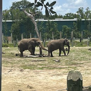 Jun. 2023- African bush elephants