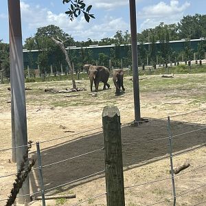 Jun. 2023- African bush elephants