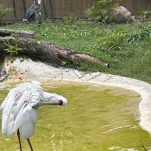 Jun. 2023- African spoonbill and Shoebill