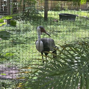 Jun. 2023- Wattled crane