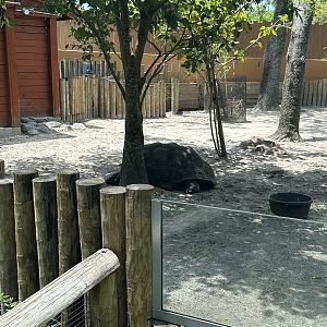 Jun. 2023- Aldabra giant tortoise