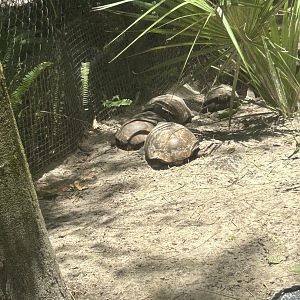 Jun. 2023- Gopher tortoises