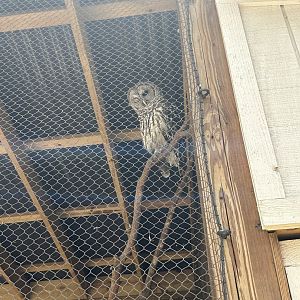 Jun. 2023- Barred owl