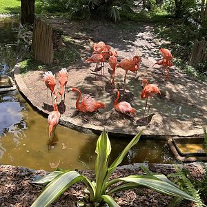 Jun. 2023- American flamingos