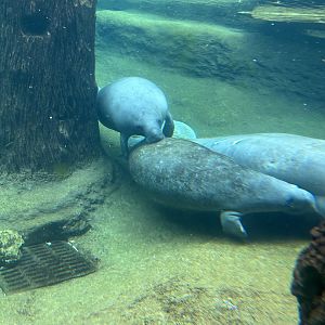 Jun. 2023- Florida manatees