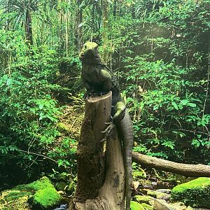 Jun. 2023- Cuban iguana