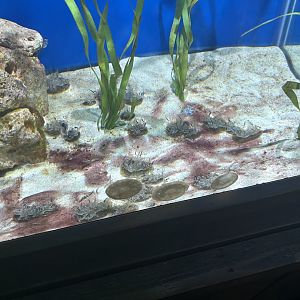 Jun. 2023- Upside-down jellyfish