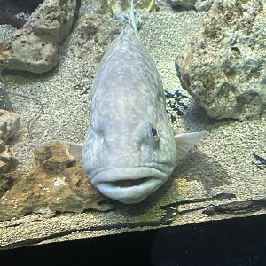 Jun. 2023- Gag grouper