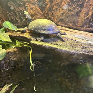 Jun. 2023- Spotted turtle