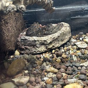 Jun. 2023- Southern toads