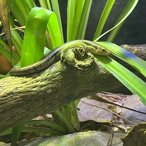 Jun. 2023- Five-lined skink