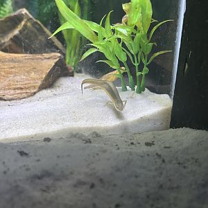 Jun. 2023- Striped newt