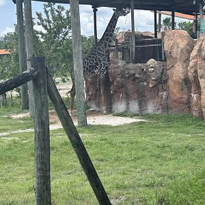 Jun. 2023- Masai giraffe