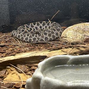 Jun. 2023- Dusky pygmy rattlesnake