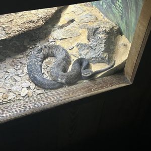Jun. 2023- Cottonmouth