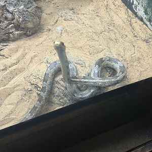 Jun. 2023- Gray rat snake