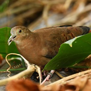 Blue Ground-Dove Claravis pretiosa