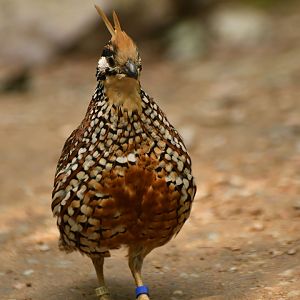 Crested Bobwhite Colinus cristatus