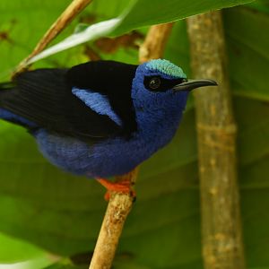 Red-legged Honeycreeper Cyanerpes cyaneus