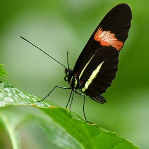 Heliconius doris