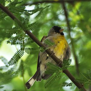 Lawrence's Goldfinch Spinus lawrencei