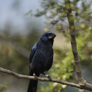 Ultramarine Grosbeak Cyanoloxia brissonii