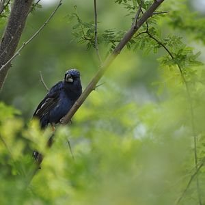 Ultramarine Grosbeak Cyanoloxia brissonii