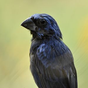 Ultramarine Grosbeak Cyanoloxia brissonii