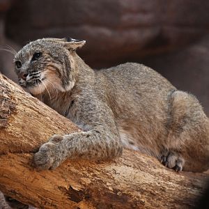Bobcat (Lynx rufus)
