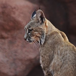 Bobcat (Lynx rufus)