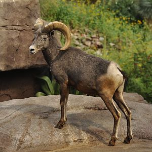 Bighorn sheep (Ovis canadensis)