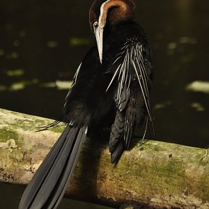 African darter (Anhinga rufa)
