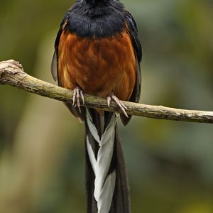White-rumped Shama Copsychus malabaricus