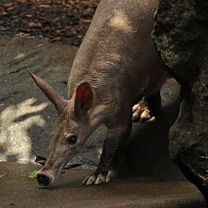 Arrdvark (Orycteropus afer)