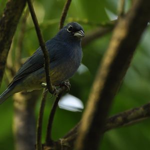 Rose-bellied Bunting Passerina rositae