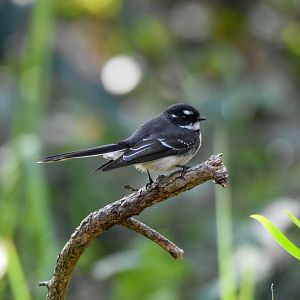 Grey Fantail