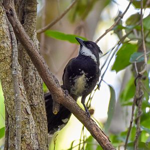 Eastern Whipbird