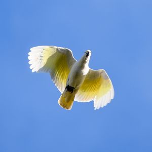 Sulphur-crested Cockatoo