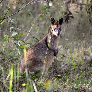 Swamp Wallaby