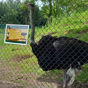Ostrich