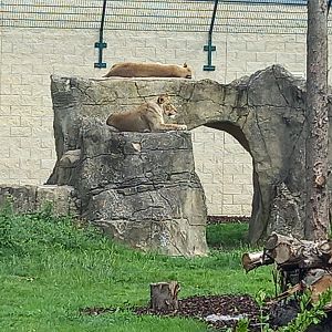 Lions