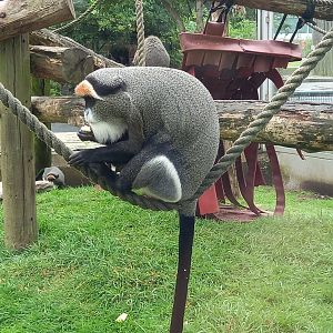 De Brazza's Monkey