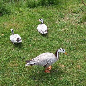 Bar-headed Geese